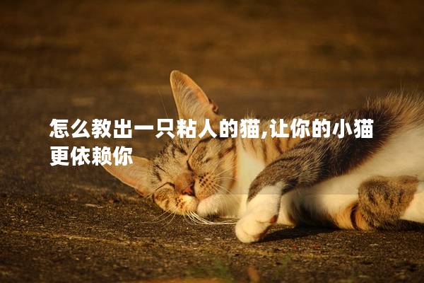 怎么教出一只粘人的猫,让你的小猫更依赖你