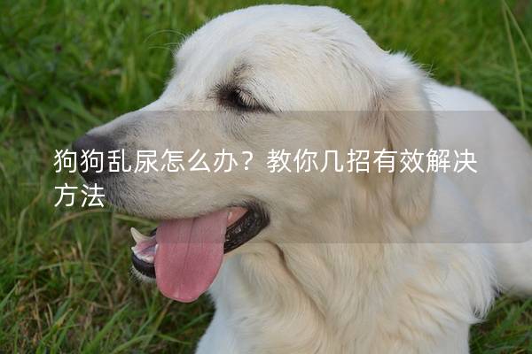 狗狗乱尿怎么办？教你几招有效解决方法