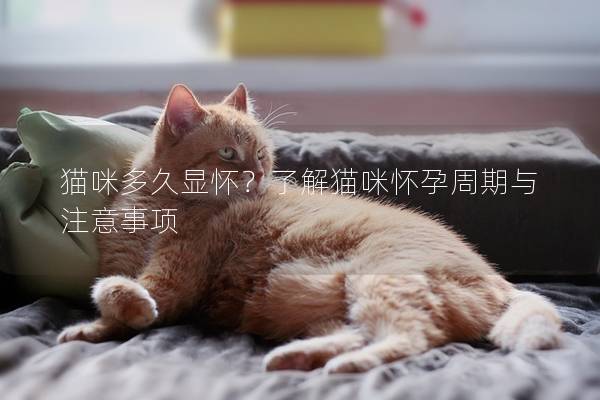 猫咪多久显怀？了解猫咪怀孕周期与注意事项