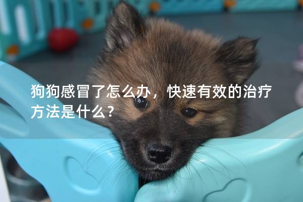 狗狗感冒了怎么办，快速有效的治疗方法是什么？