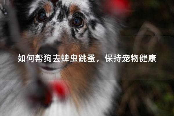 如何帮狗去蜱虫跳蚤，保持宠物健康