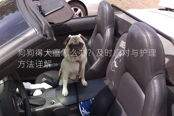 狗狗得犬瘟怎么办？及时应对与护理方法详解