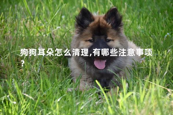 狗狗耳朵怎么清理,有哪些注意事项？