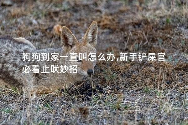 狗狗到家一直叫怎么办,新手铲屎官必看止吠妙招