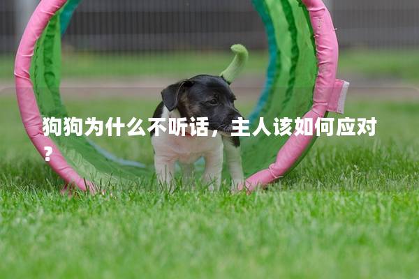 狗狗为什么不听话，主人该如何应对？
