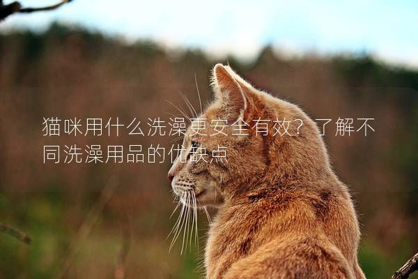 猫咪用什么洗澡更安全有效？了解不同洗澡用品的优缺点