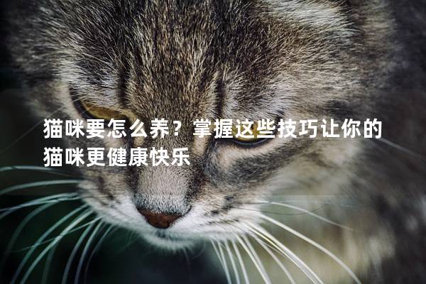 猫咪要怎么养？掌握这些技巧让你的猫咪更健康快乐