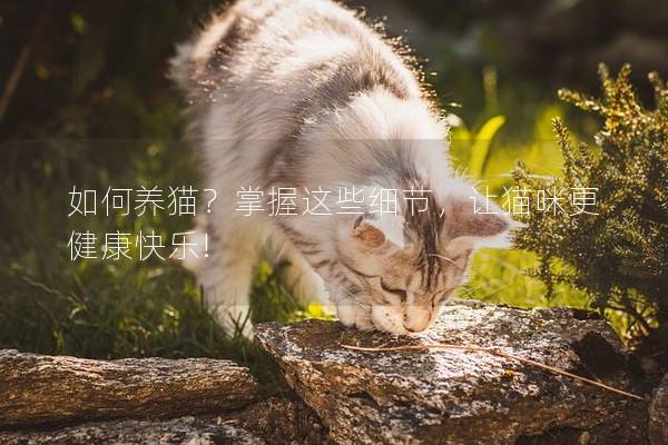 如何养猫？掌握这些细节，让猫咪更健康快乐!