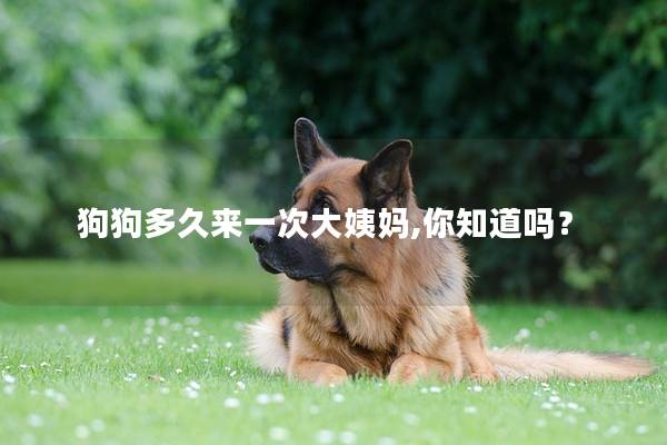 狗狗多久来一次大姨妈,你知道吗？