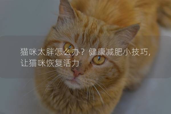 猫咪太胖怎么办？健康减肥小技巧,让猫咪恢复活力