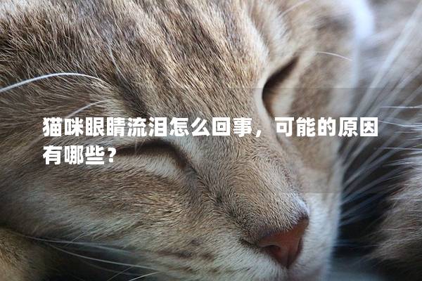 猫咪眼睛流泪怎么回事，可能的原因有哪些？