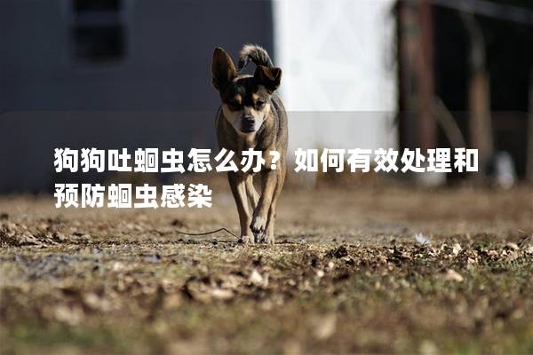 狗狗吐蛔虫怎么办？如何有效处理和预防蛔虫感染