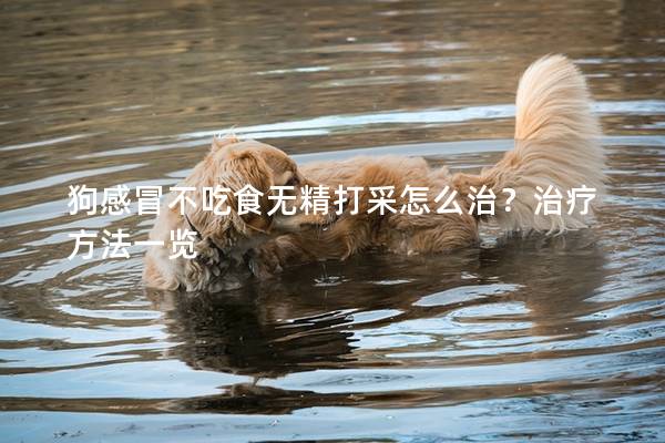 狗感冒不吃食无精打采怎么治？治疗方法一览