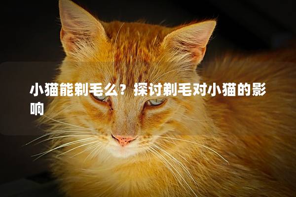 小猫能剃毛么？探讨剃毛对小猫的影响