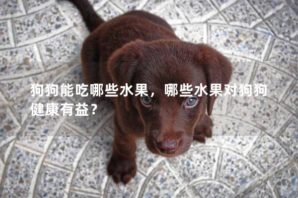 狗狗能吃哪些水果，哪些水果对狗狗健康有益？