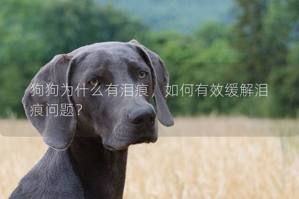 狗狗为什么有泪痕，如何有效缓解泪痕问题？