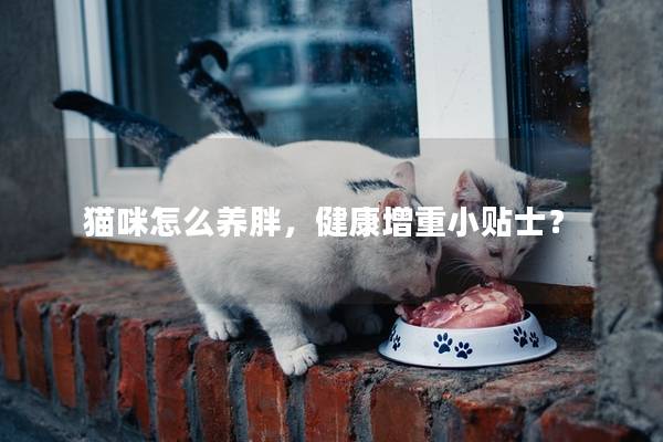 猫咪怎么养胖，健康增重小贴士？