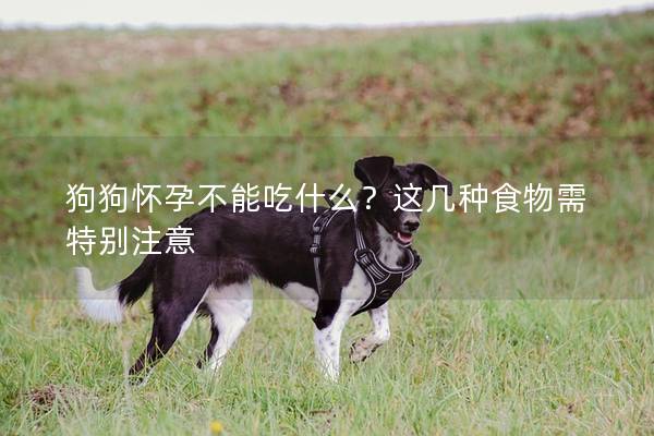 狗狗怀孕不能吃什么？这几种食物需特别注意