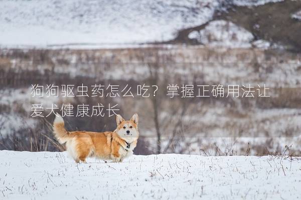 狗狗驱虫药怎么吃？掌握正确用法让爱犬健康成长