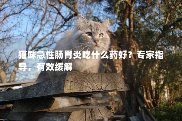 猫咪急性肠胃炎吃什么药好？专家指导，有效缓解