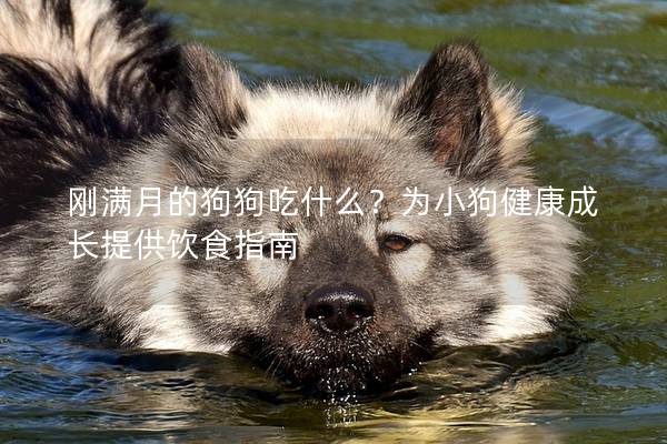 刚满月的狗狗吃什么？为小狗健康成长提供饮食指南