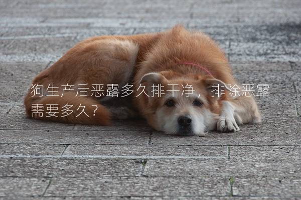 狗生产后恶露多久排干净，排除恶露需要多久？