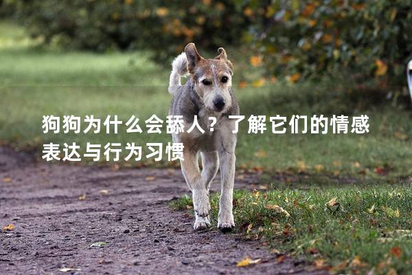 狗狗为什么会舔人？了解它们的情感表达与行为习惯