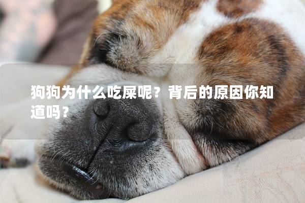狗狗为什么吃屎呢？背后的原因你知道吗？
