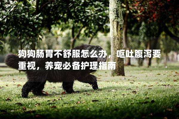 狗狗肠胃不舒服怎么办，呕吐腹泻要重视，养宠必备护理指南