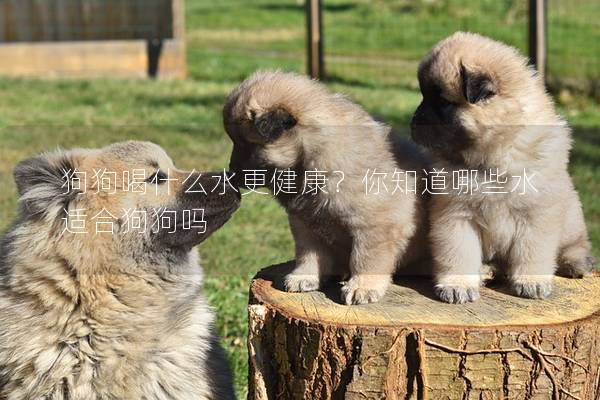 狗狗喝什么水更健康？你知道哪些水适合狗狗吗