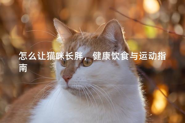 怎么让猫咪长胖，健康饮食与运动指南