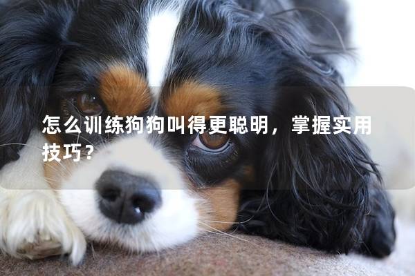 怎么训练狗狗叫得更聪明，掌握实用技巧？