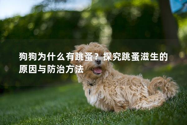 狗狗为什么有跳蚤？探究跳蚤滋生的原因与防治方法
