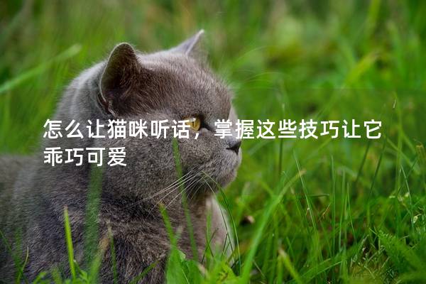 怎么让猫咪听话，掌握这些技巧让它乖巧可爱