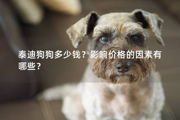 泰迪狗狗多少钱？影响价格的因素有哪些？