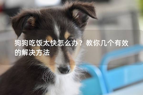 狗狗吃饭太快怎么办？教你几个有效的解决方法