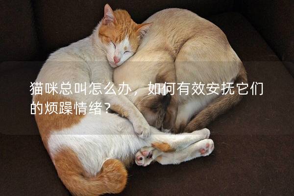 猫咪总叫怎么办，如何有效安抚它们的烦躁情绪？