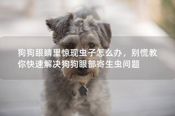 狗狗眼睛里惊现虫子怎么办，别慌教你快速解决狗狗眼部寄生虫问题