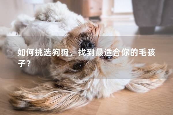 如何挑选狗狗，找到最适合你的毛孩子？
