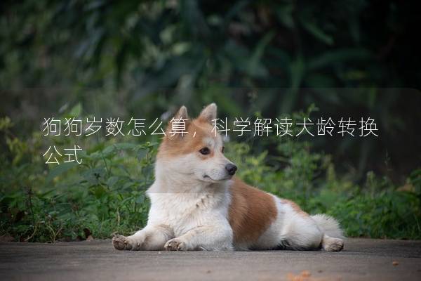 狗狗岁数怎么算，科学解读犬龄转换公式