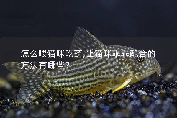 怎么喂猫咪吃药,让猫咪乖乖配合的方法有哪些？