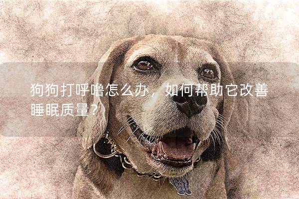 狗狗打呼噜怎么办，如何帮助它改善睡眠质量？