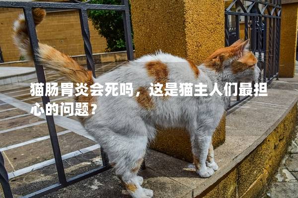 猫肠胃炎会死吗，这是猫主人们最担心的问题？