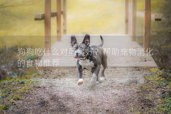 狗狗吃什么对肠胃好？帮助宠物消化的食物推荐