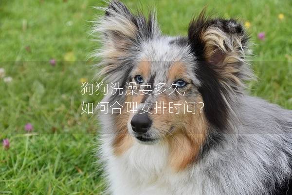 狗狗洗澡要多久, 如何合理安排时间？