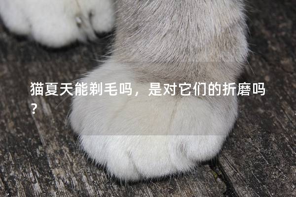 猫夏天能剃毛吗，是对它们的折磨吗？