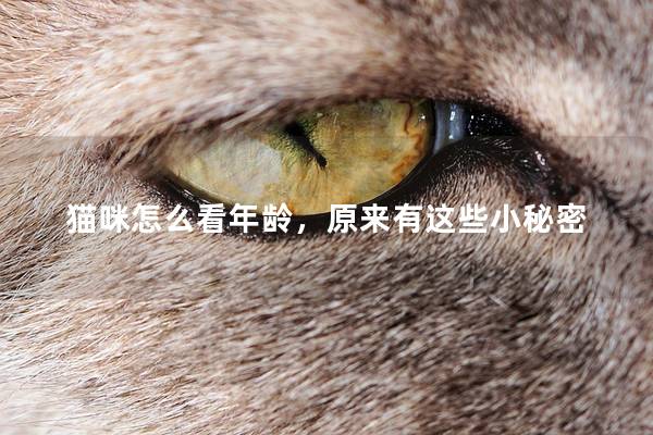 猫咪怎么看年龄，原来有这些小秘密