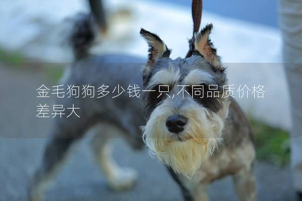 金毛狗狗多少钱一只,不同品质价格差异大