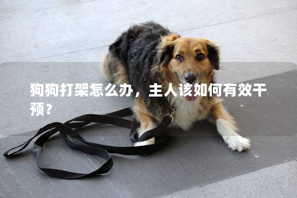 狗狗打架怎么办，主人该如何有效干预？