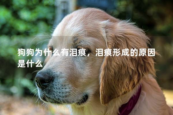 狗狗为什么有泪痕,泪痕形成的原因是什么 狗狗为什么有泪痕,泪痕形成的原因是什么
